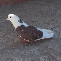 کبوتر