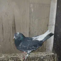 کبوتر نر|پرنده|محمدیار, |دیوار