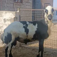 بره قوچ پلنگی پوست گاوی اصل