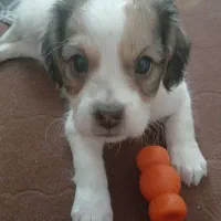 سگ اشپیدز(جانا)|سگ|فولادشهر, مسکن مهر فولادشهر|دیوار