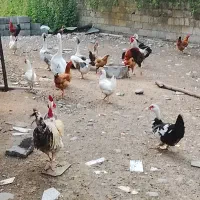 حیوانات مزرعه