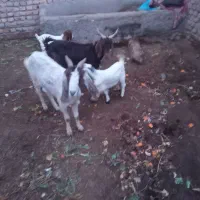 دوراس بز گلابی زایده