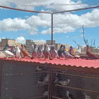 کبوتر|پرنده|قزوین, |دیوار