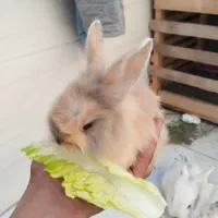 چارتا بچه خرگوش لپ خوشگل|موش و خرگوش|سبزوار, امام خمینی (ناوی)|دیوار