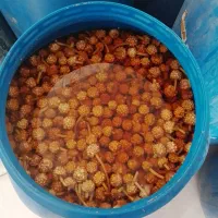 ترشی گل سیر|خوردنی و آشامیدنی|شیراز, سیاه سنگ|دیوار