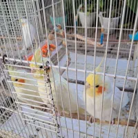 عروس هلندی لوتینو مولد دو جفت با دو جوجه