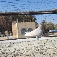 ریش سرخ شهرستانی|پرنده|زاهدان, |دیوار