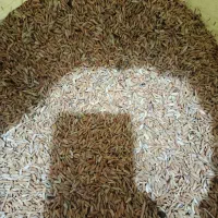 شلتوک لنجان