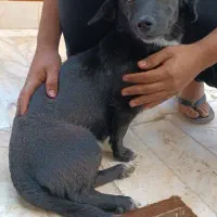 فروش سگ خونگی