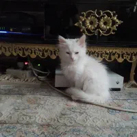 گربه پرشین دوماهه|گربه|مراغه, |دیوار