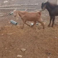 بز وگوسفند|حیوانات مزرعه|کارون, |دیوار