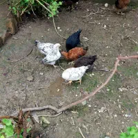 جوجه و نیمچه مرغ و خروس محلی|حیوانات مزرعه|آمل, |دیوار