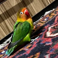 طوطی برزیلی