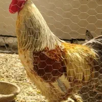 خروس درشت و زیبا