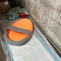 سگ پودل کراس|سگ|اردبیل, |دیوار