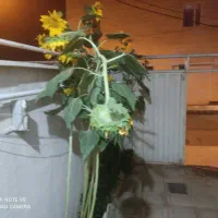 اجاره ساختمان ویلایی در گلسار