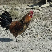 سه عدد خروس مینیاتوری|حیوانات مزرعه|پاکدشت, پاکدشت (مامازند)|دیوار