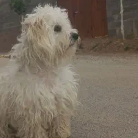 شیتزو مو بلند