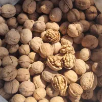 پخش عمده انواع گردو کاغذی|عمده‌فروشی|شیراز, بازار|دیوار