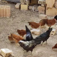 مرغ و خروس نیمچه 3 ماهه