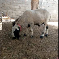 وسایل معامله میکنم با بره ، میش،بز،بزغاله