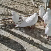 کبوتر تهرانی نوک ریز یا پوشدار