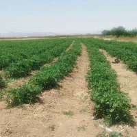 تاکستان زمین کشاورزی برای اجاره یا شراکت|اجارهٔ دفتر صنعتی، کشاورزی، تجاری|اسفرورین, |دیوار