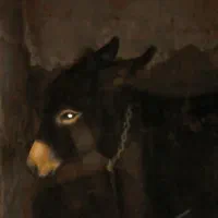 فروش الاغ مادیان جوان یک ونیم ساله درمرند