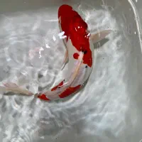 فیش کوی گرید بالا|ماهی|تهران, خرمشهر|دیوار