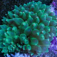 a b sh orشقایق بابل اب شور  و..