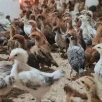 مرغ و خروس یکماهه گلپایگانی واکسن خورده|حیوانات مزرعه|تهران, خاوران|دیوار