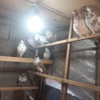 کبوتر یا کفتر پرشی