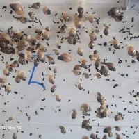 حلزون البینو|خزنده|قم, پردیسان|دیوار