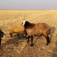 قوچ سه شیره شال