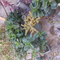 گل و گیاه|گل و گیاه طبیعی|دلیجان, |دیوار