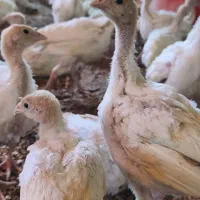 جوجه بوقلمون گوشتی|حیوانات مزرعه|قوچان, |دیوار