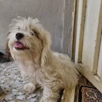 شیترو ماده