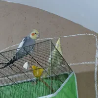 یک جفت عاروس هلندی|پرنده|اردکان, |دیوار