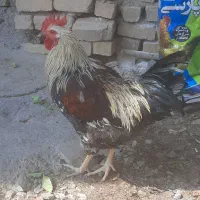 فروش خروس