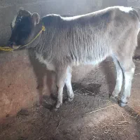 گاو گوساله نر|حیوانات مزرعه|صومعه‌سرا, |دیوار