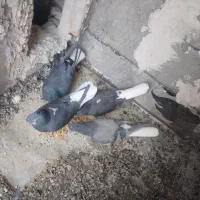 کبوتر دم سفید|پرنده|حمیدیا, |دیوار