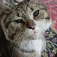 گربه خوشگل خونگی