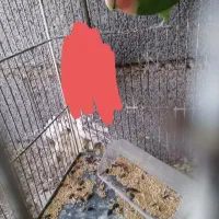 فروش فوری طوطی برزیلی درجه 1