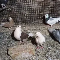 دو جفت کبوتر