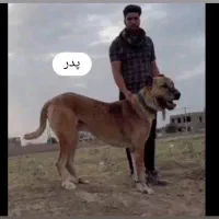 واگذاری ۴ توله نر|سگ|تربت‌حیدریه, کوی شهید احمدزاده ملکی|دیوار