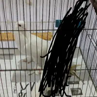 کفتر گم شوده