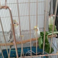 عروس هلندی های ۳ ماهه