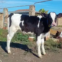 گوساله هلشتاین نر جنس صنعتی خوراک خور کلفت گاو|حیوانات مزرعه|آق قلا, |دیوار