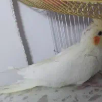 عروس هلندی نر