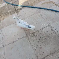 کفتر خال سیاه